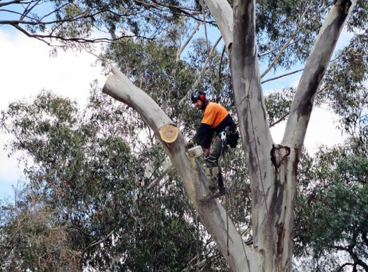 Tree Pruning Moorooka