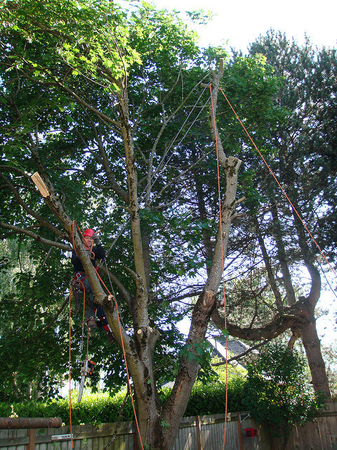 Tree Lopping Pinkenba