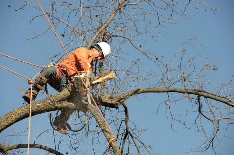 tree service in Belmont area