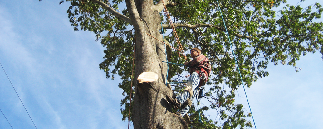 Tree Removal Wynnum West