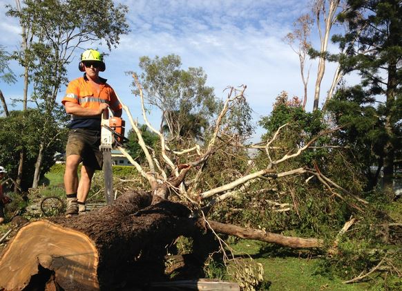 tree removal in Carina by Capalaba Tree Removal