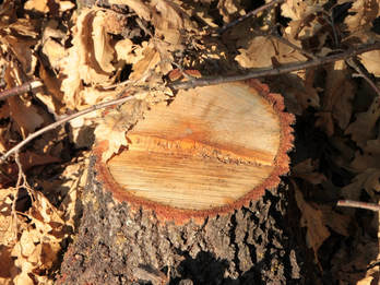 tree stump grinding in Belmont