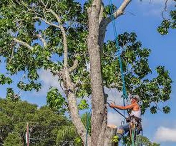 tree removal in Cleveland by Capalaba Tree Removal