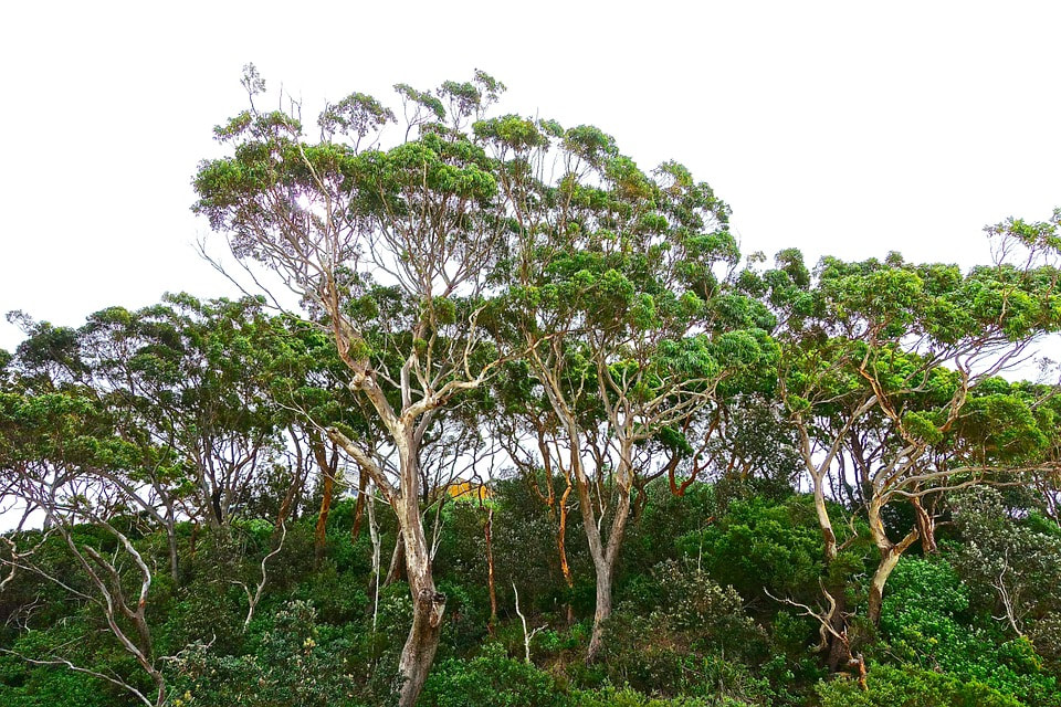 tree lopper Mount Cotton