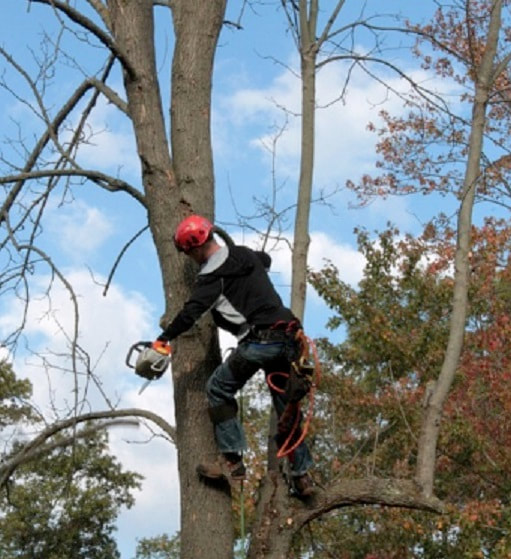 Tree Pruning Ransome