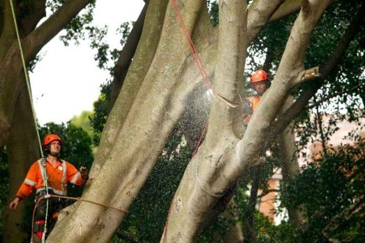 Tree Pruning Red Hill