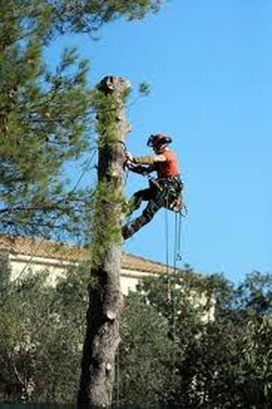 Tree Pruning Sheldon