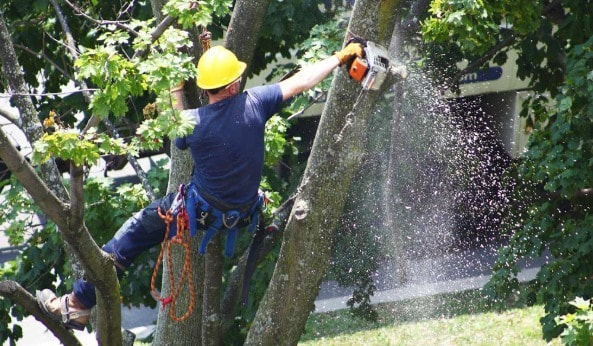 Tree Removal Clayfield