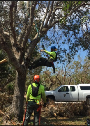 Tree Lopping Manly West
