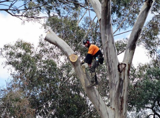 Tree Lopping Red Hill