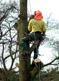 Tree Lopping Salisbury