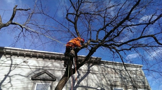 Tree Lopping Seven Hills