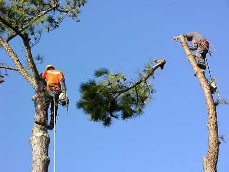 Tree Lopping West End