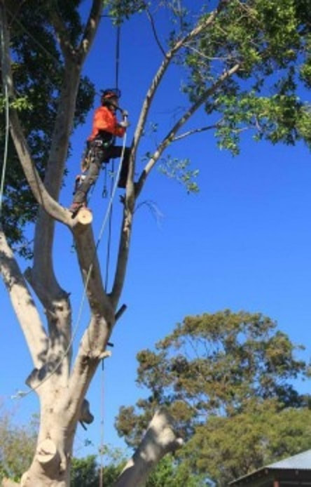Tree Removal Ascot