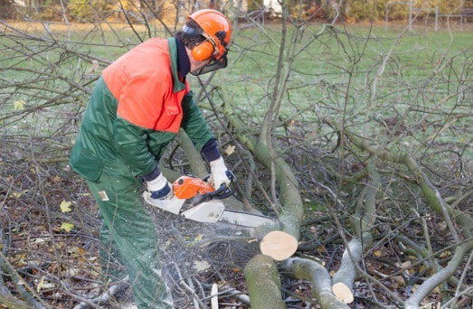 Tree Removal Paddington