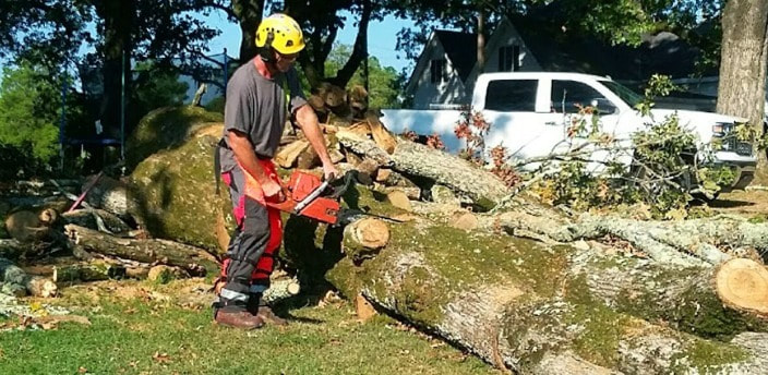 Tree Removal Windsor
