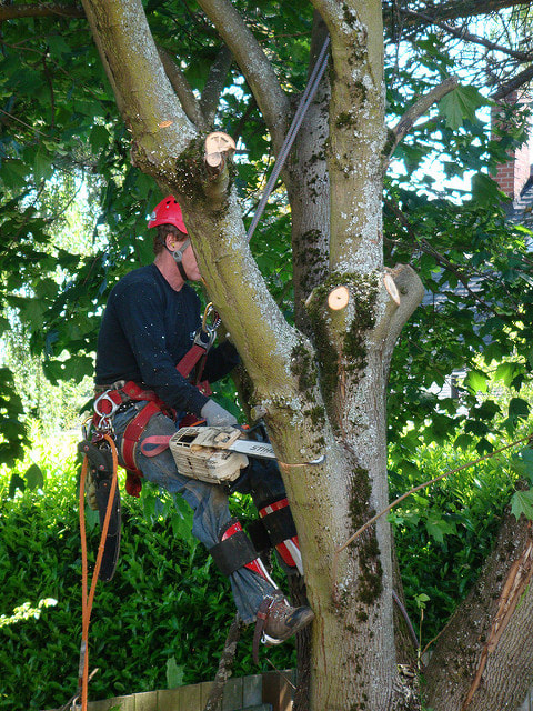 Tree Removal Coorparoo