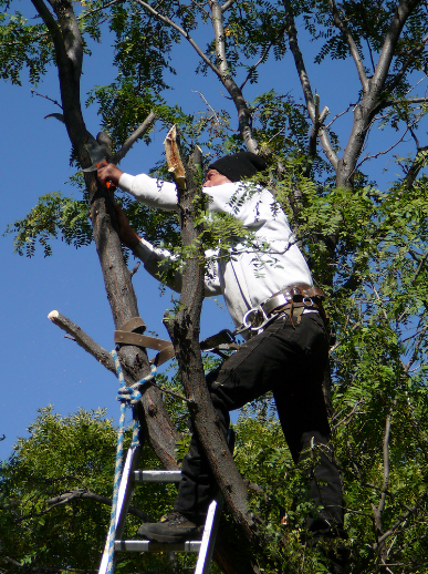 tree removal in Wishart by Capalaba Tree Removal